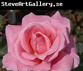 unknow artist Realistic Pink Rose